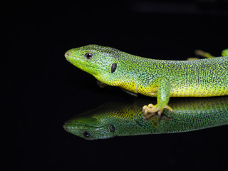 Balkan green lizard, Lacerta trilineata