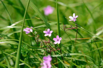 image of plants with flower