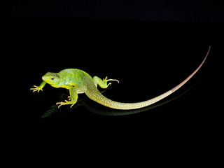 Balkan green lizard, Lacerta trilineata