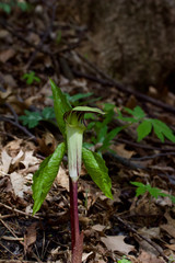 Macro view of an attractive jack-in-the-pulpit wildflower blooming in its native woodland forest habitat