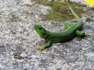 Balkan green lizard, Lacerta trilineata