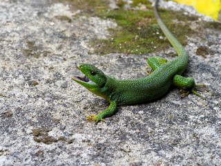 Balkan green lizard, Lacerta trilineata