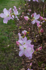 The first spring flowers of pink rhododendrons. Early spring.
