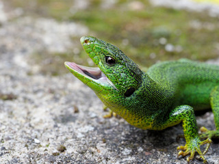 Balkan green lizard, Lacerta trilineata