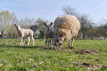 Sheep, lamb