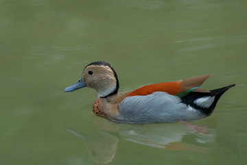Ringed Teal (Callonetta leucophrys), Native to the Forest of South America