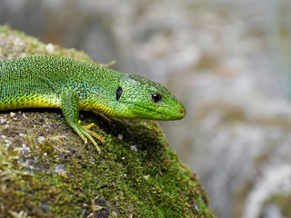 Naklejka na ściany i meble Balkan green lizard, Lacerta trilineata