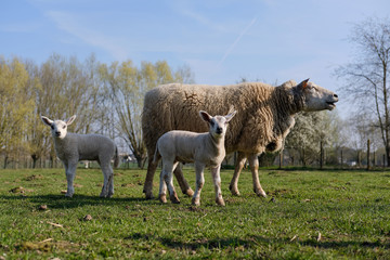 Sheep, lamb