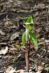 Macro view of an attractive jack-in-the-pulpit wildflower blooming in its native woodland forest habitat