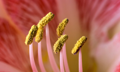 pollen of an amaryllis