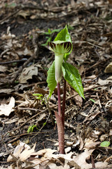 Macro view of an attractive jack-in-the-pulpit wildflower blooming in its native woodland forest habitat