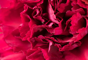 dark red carnation