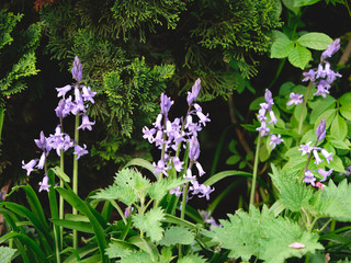 Bluebells Spring flower, blue