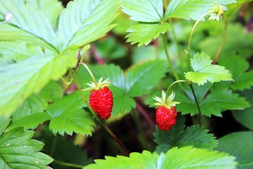 Walderdbeeren