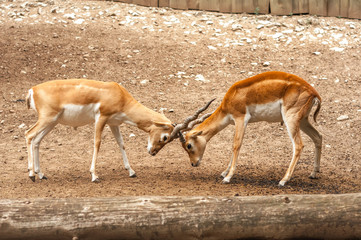 View on two male blackbuck antilope fighting