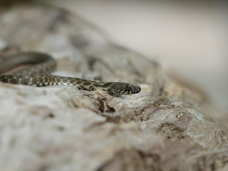 Dice snake, Natrix tessellata
