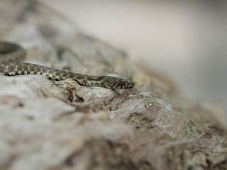 Dice snake, Natrix tessellata
