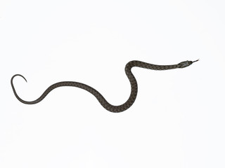 Dice snake, Natrix tessellata