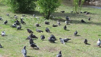 pigeons on the green grass in the Park