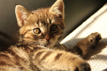 katze kitten