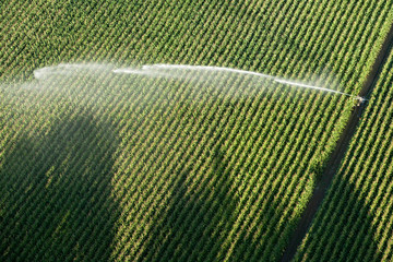 arrosage de culture agricole