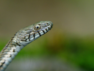 Dice snake, Natrix tessellata