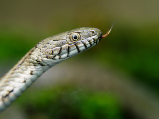 Dice snake, Natrix tessellata