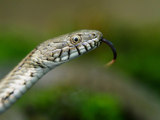 Dice snake, Natrix tessellata