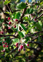 red  not blooming apple tree buds