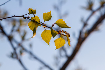 branch with green leaves on background of blue sky. spring leaves begin to bloom.