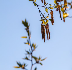 branch with green leaves on background of blue sky. spring leaves begin to bloom.