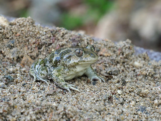 Eastern spadefoot toad, Scaphiopus holbrookii