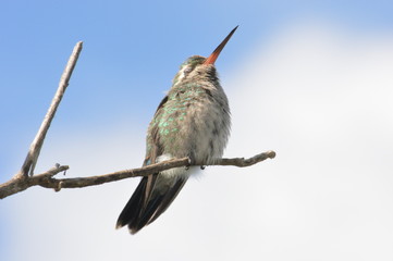 Despues de la lluvia © hector