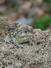 Eastern spadefoot toad, Scaphiopus holbrookii