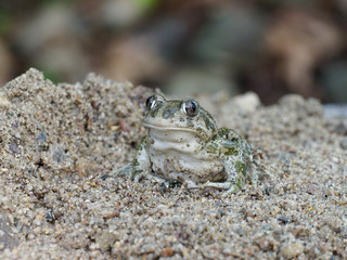 Eastern spadefoot toad, Scaphiopus holbrookii