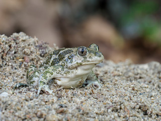 Eastern spadefoot toad, Scaphiopus holbrookii
