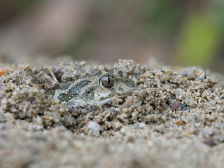 Eastern spadefoot toad, Scaphiopus holbrookii