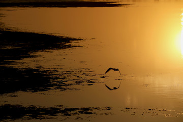 Fliegender Vogel im Sonnenuntergang über dem Wasser in Australien