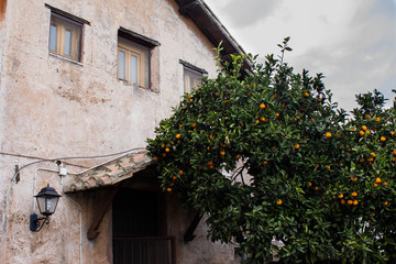 The porch and facade with tree windows of the monastery with an orange tree growing near the entrance and fruits on it.