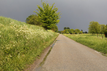a verge with cow parsely nex to a road in the dutch countryside and a dramatic grey sky in the...