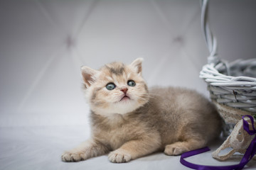 kitten scottish british cat burma munchkin animals