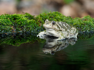 Eastern spadefoot toad, Scaphiopus holbrookii