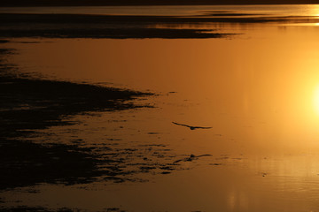 Fliegender Vogel im Sonnenuntergang über dem Wasser in Australien