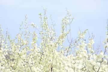White blossom on tree for nature spring flower with sky background.