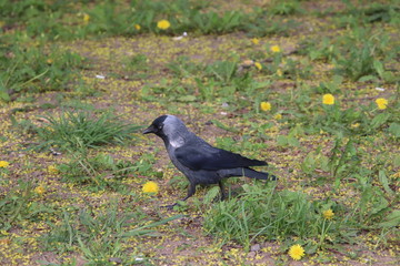 crow on grass
