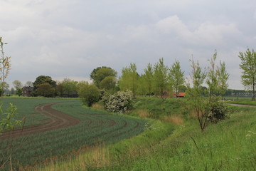 a field with young onion plants with ditch and hawthorn in the countryside in holland in springtime