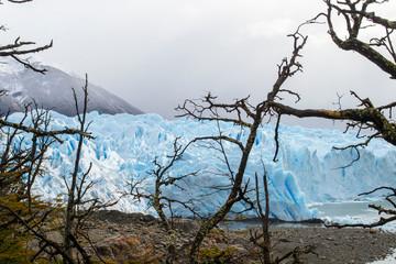  Perito Moreno Glacier Between tree