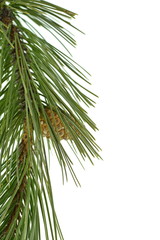 Pine tree branch with pines and cones isolated on white. A branch of a coniferous tree and a cone on a white background.