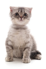 One little kitten.