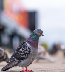 Portrait of a pigeon on a city street in summer.